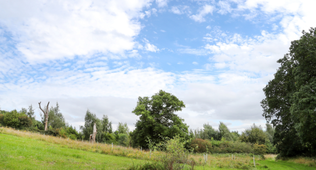 Fluffy clouds in a light blue sky over the Forest