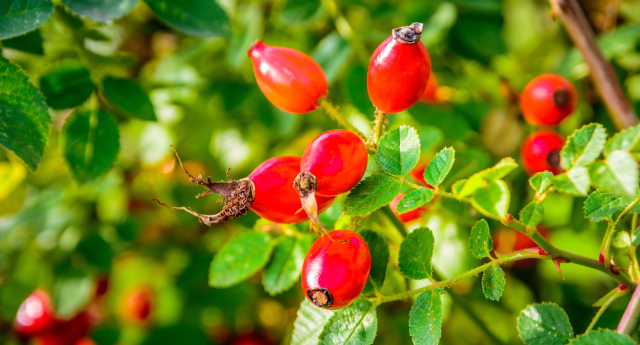 A close-up of rosehips in the Forest