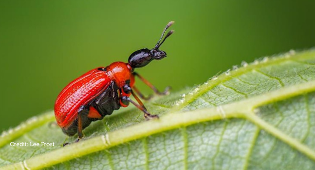 A macro shot of a small red beetle in the Forest