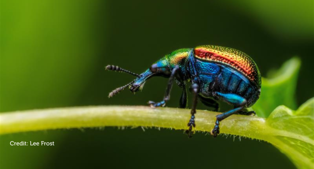 A macro shot of an aspen leaf-rolling weevil in the Forest