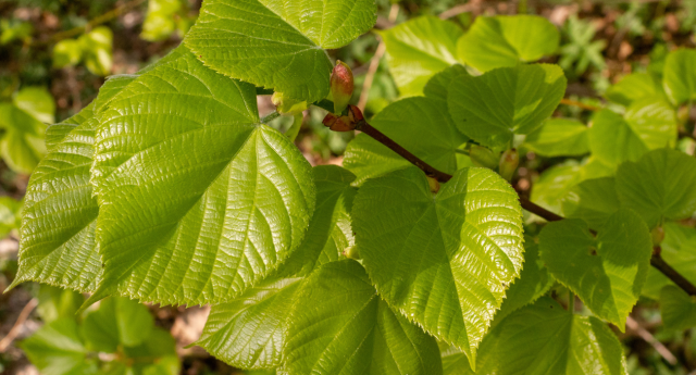 A close-up of smell-leaves lime tree leaves, perfect for printing with