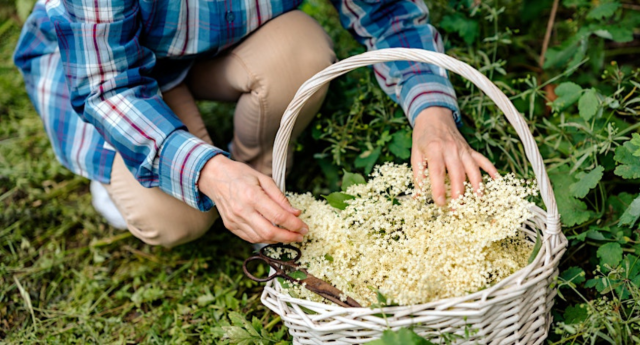 A basketful of foraged elderflower