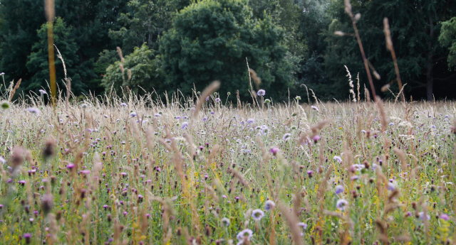 An array of wildflowers at The Arboretum