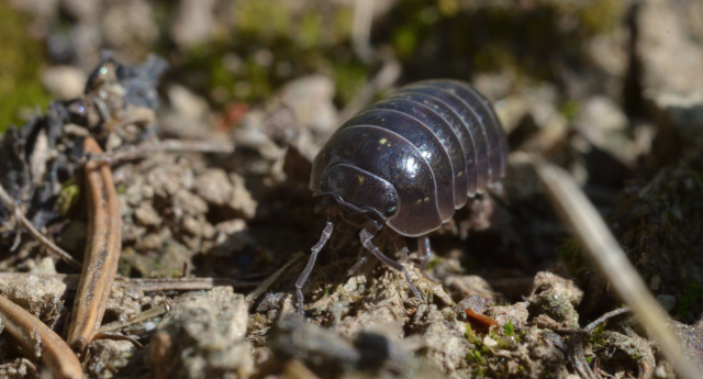 A close-up of a woodlouse crawling through debris