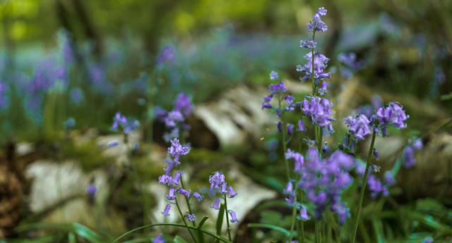 A close up of some bluebells in the Forest