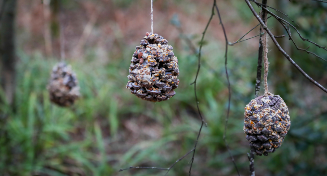 Natural bird feeders created by Young Foresters hanging from a branch at Gorcott Hill