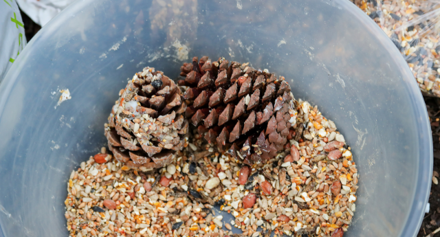 A bowl of pinecones and seeds at Gorcott Hill