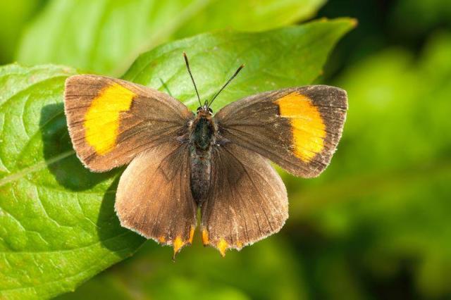 A close-up of a Brown Hairstreak Butterfly on a leaf. 