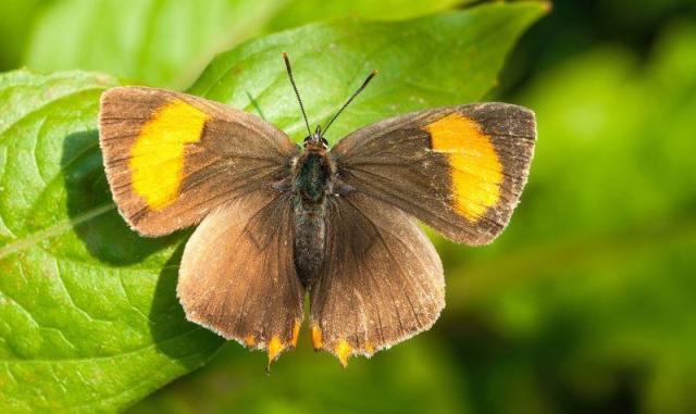 A close-up of a Brown Hairstreak Butterfly on a leaf. 