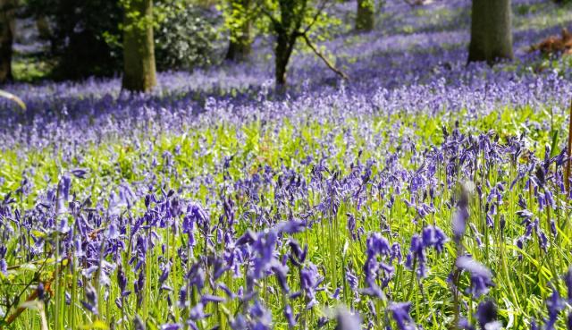 A sea of vibrant bluebells covering a Forest floor