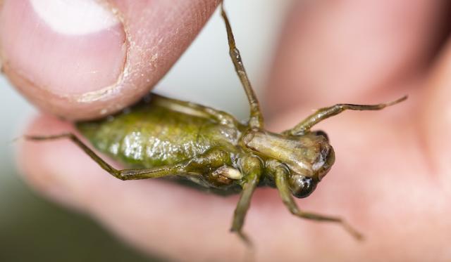 Fingers holding a southern hawker dragonfly labial mask. 