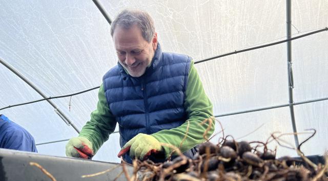 A person wearing gloves sorts plant roots inside a polytunnel.