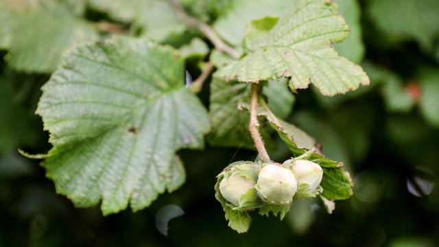 Close-up of green hazelnuts growing on a leafy branch.