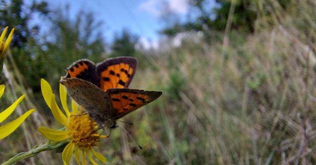 A small Copper butterfly perched on a yellow flower in a grassy meadow.