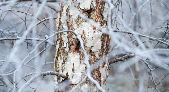 Close-up of a birch tree trunk with textured, peeling bark surrounded by thin winter branches.
