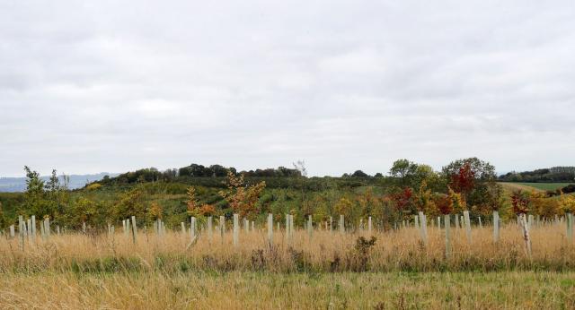 A view of young trees in protective guards with mature trees in the distance at Sheriffs Lench in the Forest