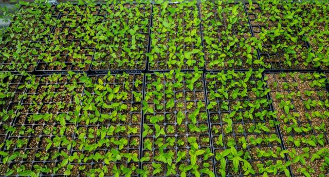 Looking down on trays of tree seedlings in the polytunnel at our tree nursery
