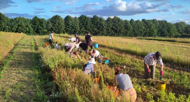 A group of volunteers weeding the sapling beds at the tree nursery in the evening sunshine