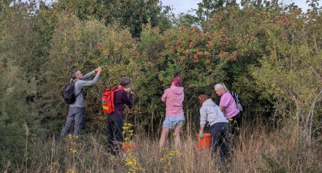 A group of volunteers collecting seed from trees