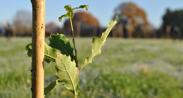 A freshly planted young oak sapling 