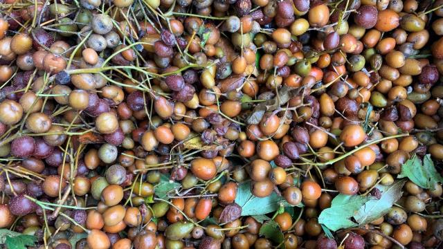 Wild service tree berries 