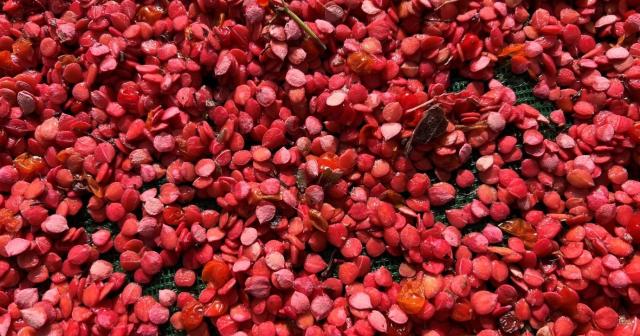Guelder Rose seeds that have been freshly extracted from their berries. 