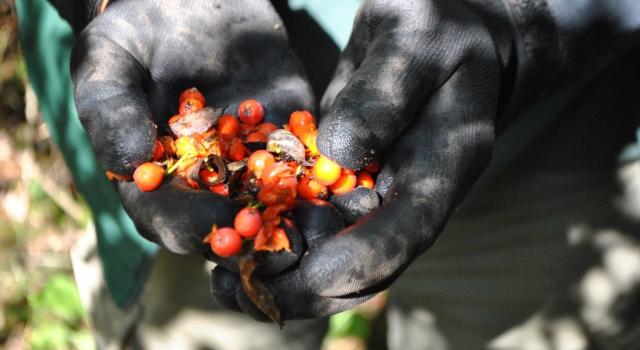 Gloved hands holding freshly collected Rowan berries 